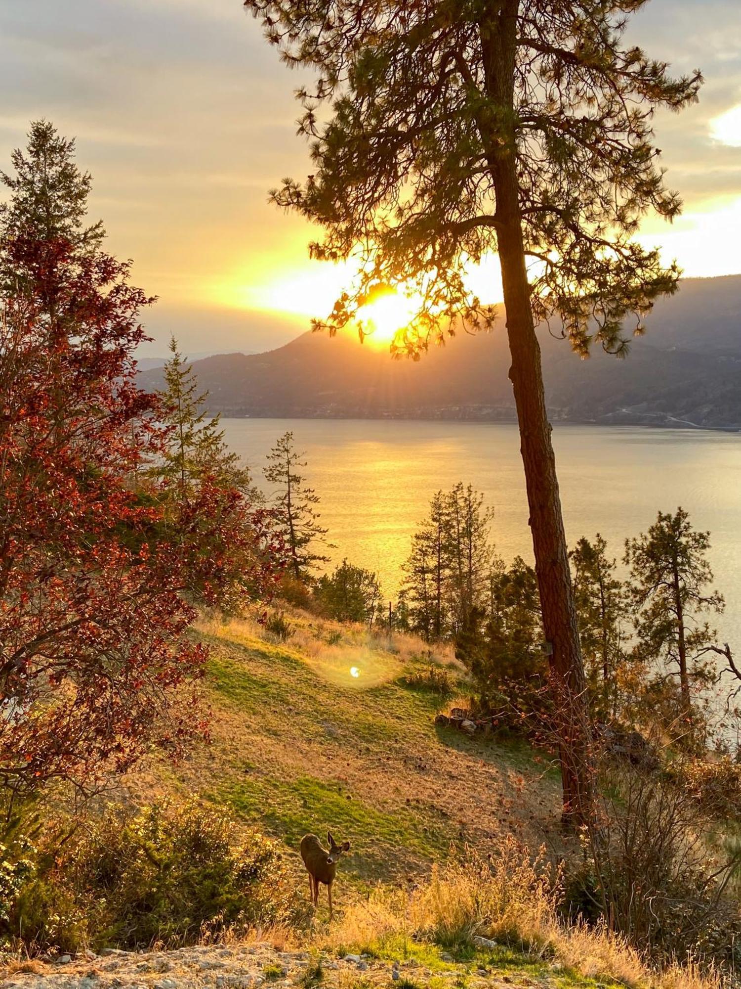 Kelowfornia Lakeview Retreat Kelowna Eksteriør billede